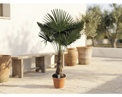 Palmier Trachycarpus fortunei în ghiveci pe o terasă cu o bancă din lemn și ghivece din teracotă.