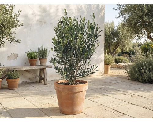 Măslin în ghiveci de teracotă pe o terasă de piatră luminoasă lângă o bancă de lemn și alte ghivece cu ierburi.