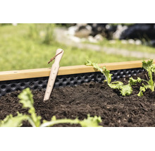 Plantator din lemn cu scală în inci și buclă din piele într-o jardinieră cu pământ și răsaduri tinere de salată.