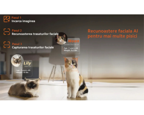 Infografic pentru recunoașterea facială AI a pisicilor în trei pași, cu date de profil precum numele, vârsta și greutatea.