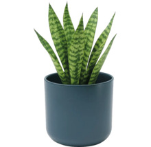 Sansevieria în ghiveci din ceramică rotund albastru închis. Plantă de interior cu frunze verticale cu model.