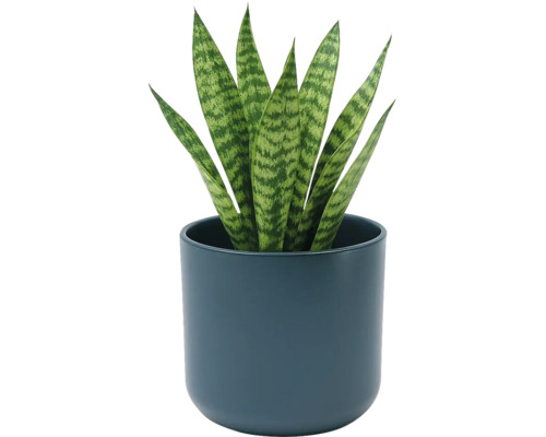 Sansevieria în ghiveci din ceramică rotund albastru închis. Plantă de interior cu frunze verticale cu model.