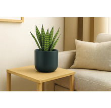 Sansevieria într-un ghiveci albastru închis pe o măsuță laterală din lemn, lângă o canapea, într-o cameră de zi luminoasă și modernă.