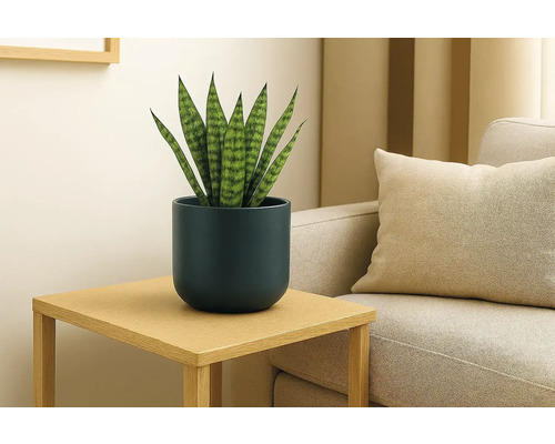 Sansevieria într-un ghiveci albastru închis pe o măsuță laterală din lemn, lângă o canapea, într-o cameră de zi luminoasă și modernă.