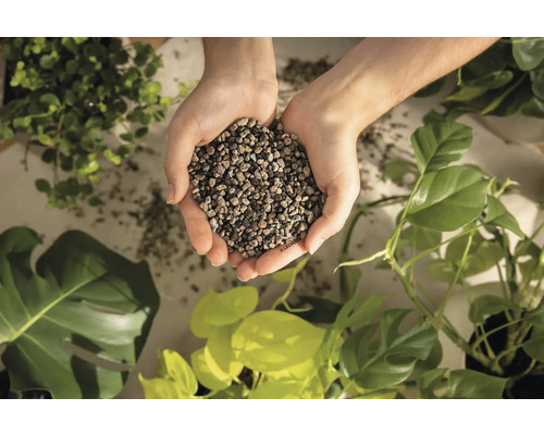 Două mâini care țin substrat mineral pentru plante deasupra mai multor plante verzi de interior, cum ar fi Monstera.