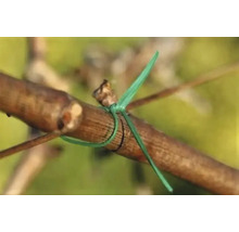 Fir de legat plante verde care fixează o ramură de o creangă.