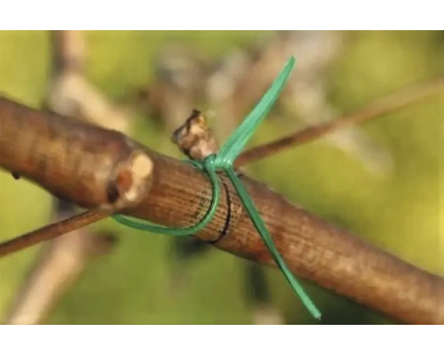 Fir de legat plante verde care fixează o ramură de o creangă.
