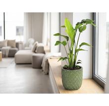 Plantă de apartament Strelitzia în ghiveci de ceramică verde pe un pervaz într-o cameră de zi luminoasă.