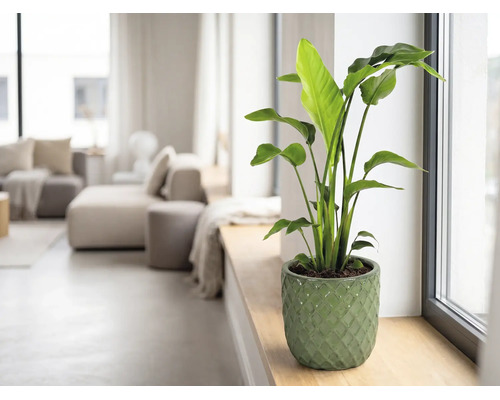 Plantă de apartament Strelitzia în ghiveci de ceramică verde pe un pervaz într-o cameră de zi luminoasă.