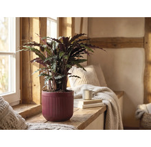 Plantă de apartament Calathea rufibarba într-un ghiveci de ceramică roșu cu striații pe un pervaz de lemn într-o cameră luminoasă, rustică.