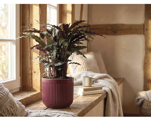 Plantă de apartament Calathea rufibarba într-un ghiveci de ceramică roșu cu striații pe un pervaz de lemn într-o cameră luminoasă, rustică.