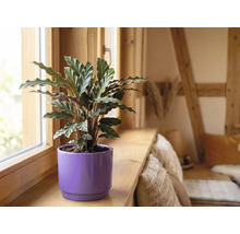 Plantă de apartament cu frunze ondulate într-un ghiveci mov pe un pervaz de lemn într-o cameră luminoasă.