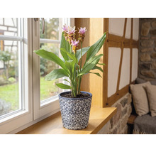 Plantă de interior Curcuma cu flori roz în ghiveci decorativ pe un pervaz de lemn într-o cameră luminoasă.