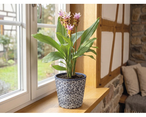 Plantă de interior Curcuma cu flori roz în ghiveci decorativ pe un pervaz de lemn într-o cameră luminoasă.