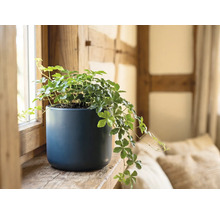 Viță de apartament Cissus rhombifolia într-un ghiveci de ceramică albastră pe un pervaz de lemn.