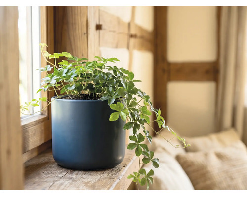 Viță de apartament Cissus rhombifolia într-un ghiveci de ceramică albastră pe un pervaz de lemn.