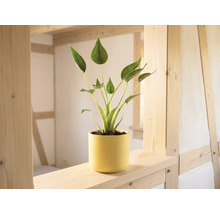 Plantă de interior verde într-un ghiveci galben pe o grindă de lemn deschis la culoare într-o cameră luminoasă cu structură din lemn.