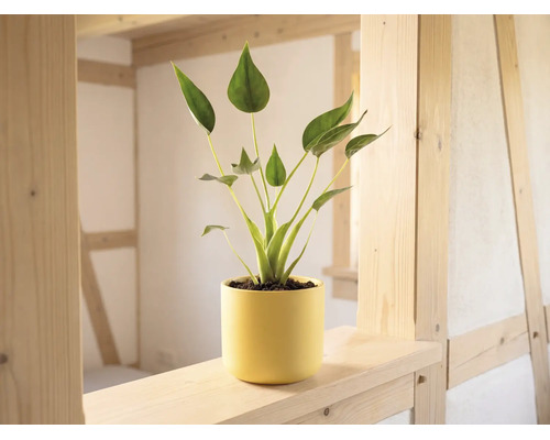 Plantă de interior verde într-un ghiveci galben pe o grindă de lemn deschis la culoare într-o cameră luminoasă cu structură din lemn.