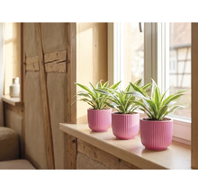 Trei plante verzi în ghivece din ceramică roz striate pe un pervaz din lemn deschis la culoare.