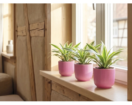 Trei plante verzi în ghivece din ceramică roz striate pe un pervaz din lemn deschis la culoare.