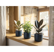 Trei plante de interior diferite, inclusiv doi ficuși elastica și un ficus benjamina, în ghivece gri închis pe un pervaz de lemn.
