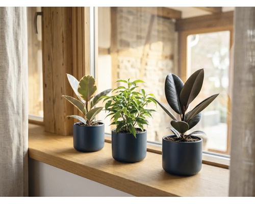 Trei plante de interior diferite, inclusiv doi ficuși elastica și un ficus benjamina, în ghivece gri închis pe un pervaz de lemn.