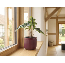 Plantă de interior Alocasia Jacklyn într-un ghiveci decorativ striat pe un pervaz de lemn.