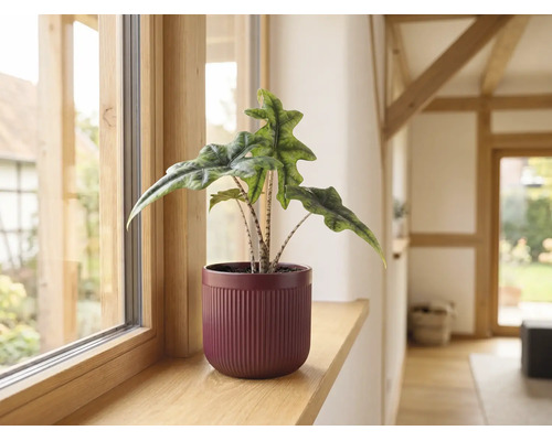 Plantă de interior Alocasia Jacklyn într-un ghiveci decorativ striat pe un pervaz de lemn.