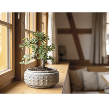 Bonsai într-un ghiveci de ceramică texturat pe un pervaz de lemn într-o cameră luminoasă.