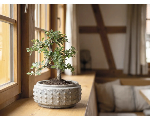 Bonsai într-un ghiveci de ceramică texturat pe un pervaz de lemn într-o cameră luminoasă.