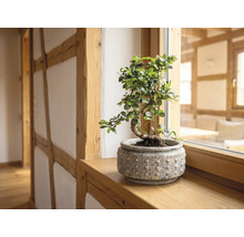 Plantă de interior bonsai într-un ghiveci de ceramică texturat pe un pervaz de lemn într-o cameră luminoasă și organizată cu bârne aparente.
