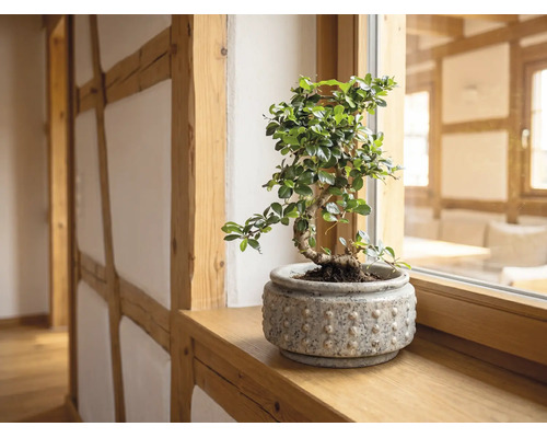 Plantă de interior bonsai într-un ghiveci de ceramică texturat pe un pervaz de lemn într-o cameră luminoasă și organizată cu bârne aparente.