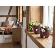 Trei plante de interior în ghivece de ceramică canelate pe un pervaz de lemn într-o sufragerie luminoasă, rustică, cu grinzi de lemn.