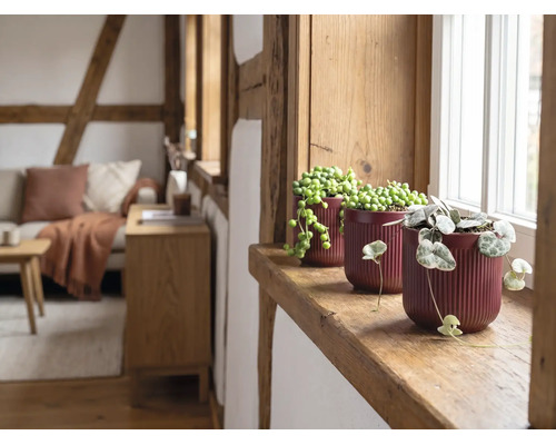 Trei plante de interior în ghivece de ceramică canelate pe un pervaz de lemn într-o sufragerie luminoasă, rustică, cu grinzi de lemn.