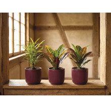 Trei plante de Croton diferite în ghivece închise la culoare, striate, pe un pervaz rustic din lemn, într-o cameră luminoasă.