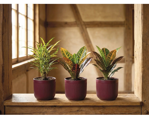 Trei plante de Croton diferite în ghivece închise la culoare, striate, pe un pervaz rustic din lemn, într-o cameră luminoasă.