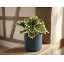 Pilea involucrata Moon Valley într-un ghiveci de ceramică albastru închis pe un raft de lemn.
