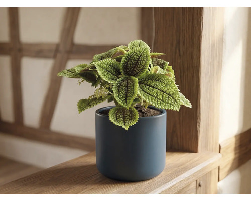 Pilea involucrata Moon Valley într-un ghiveci de ceramică albastru închis pe un raft de lemn.