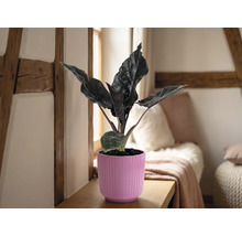 Plantă de apartament Alocasia într-un ghiveci roz striat, pe o poliță de lemn, într-o cameră luminoasă cu grinzi din lemn și perne.