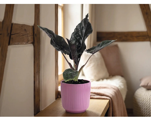 Plantă de apartament Alocasia într-un ghiveci roz striat, pe o poliță de lemn, într-o cameră luminoasă cu grinzi din lemn și perne.