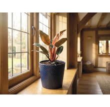 Philodendron într-un ghiveci din ceramică albastră pe un pervaz din lemn într-o cameră luminoasă.