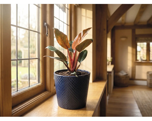Philodendron într-un ghiveci din ceramică albastră pe un pervaz din lemn într-o cameră luminoasă.