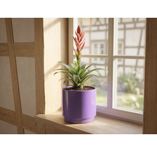 Bromelia cu floare roșie în ghiveci mov pe un pervaz de lemn în fața unei ferestre.