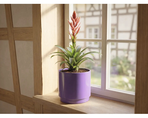 Bromelia cu floare roșie în ghiveci mov pe un pervaz de lemn în fața unei ferestre.