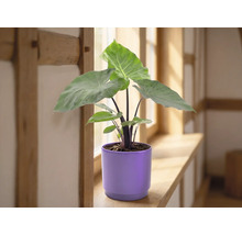 Plantă de apartament Alocasia cu frunze mari verzi într-un ghiveci din ceramică mov pe un pervaz de lemn într-o cameră luminoasă.