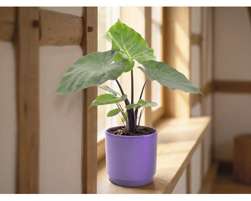 Plantă de apartament Alocasia cu frunze mari verzi într-un ghiveci din ceramică mov pe un pervaz de lemn într-o cameră luminoasă.