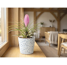Tillandsia cyanea într-un ghiveci de terrazzo pe un pervaz de lemn într-o cameră de zi luminoasă.