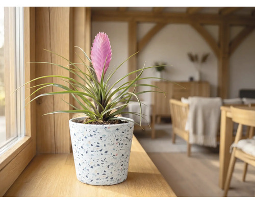Tillandsia cyanea într-un ghiveci de terrazzo pe un pervaz de lemn într-o cameră de zi luminoasă.