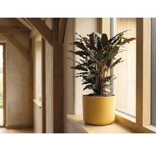 Plantă de apartament Calathea în ghiveci galben pe un pervaz din lemn într-o cameră luminoasă.