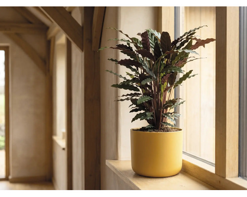 Plantă de apartament Calathea în ghiveci galben pe un pervaz din lemn într-o cameră luminoasă.